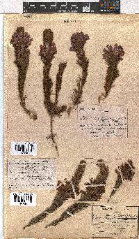 Erica viscaria subsp. longifolia image