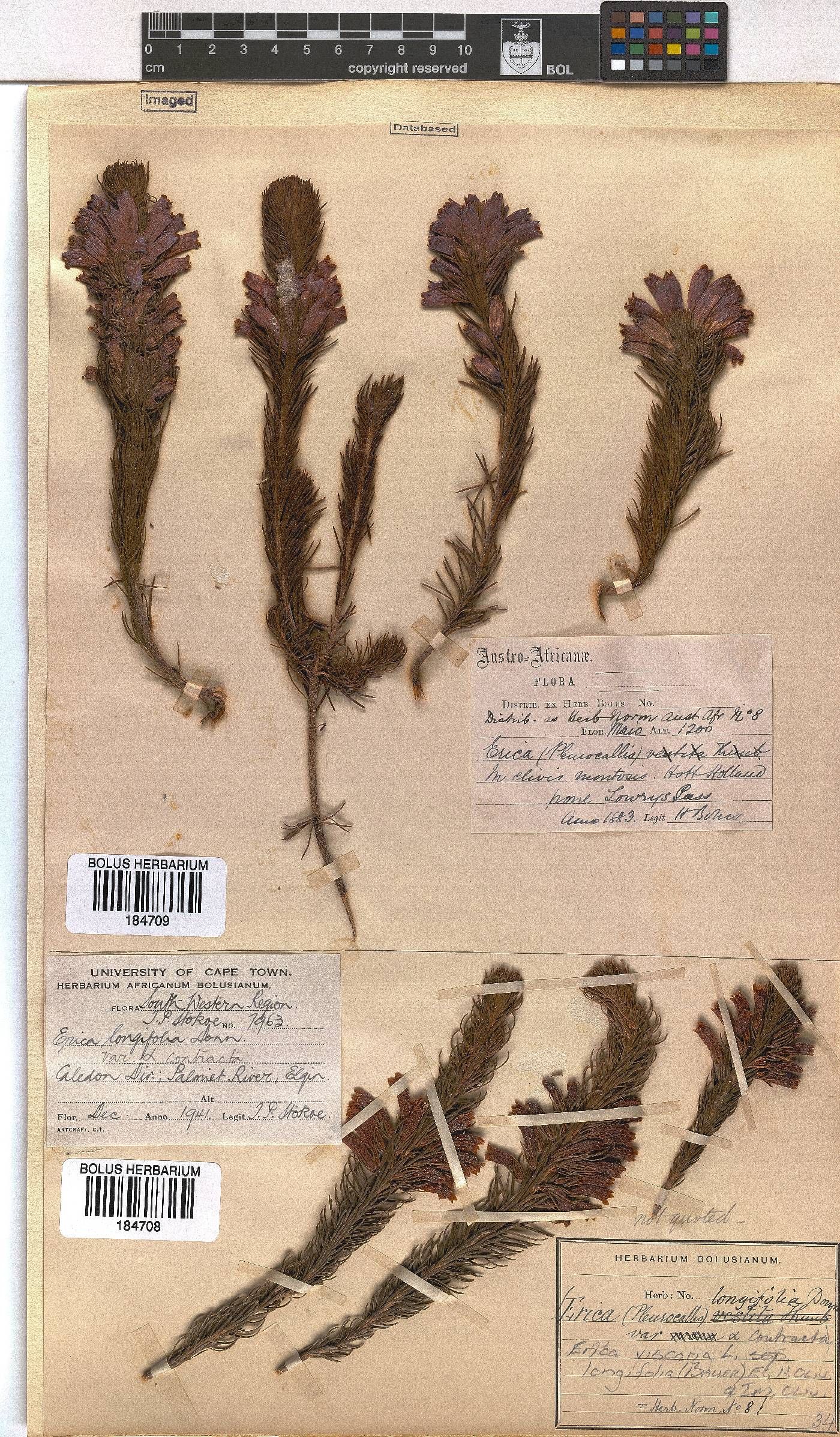 Erica viscaria subsp. longifolia image