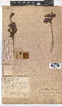 Erica viscaria subsp. longifolia image