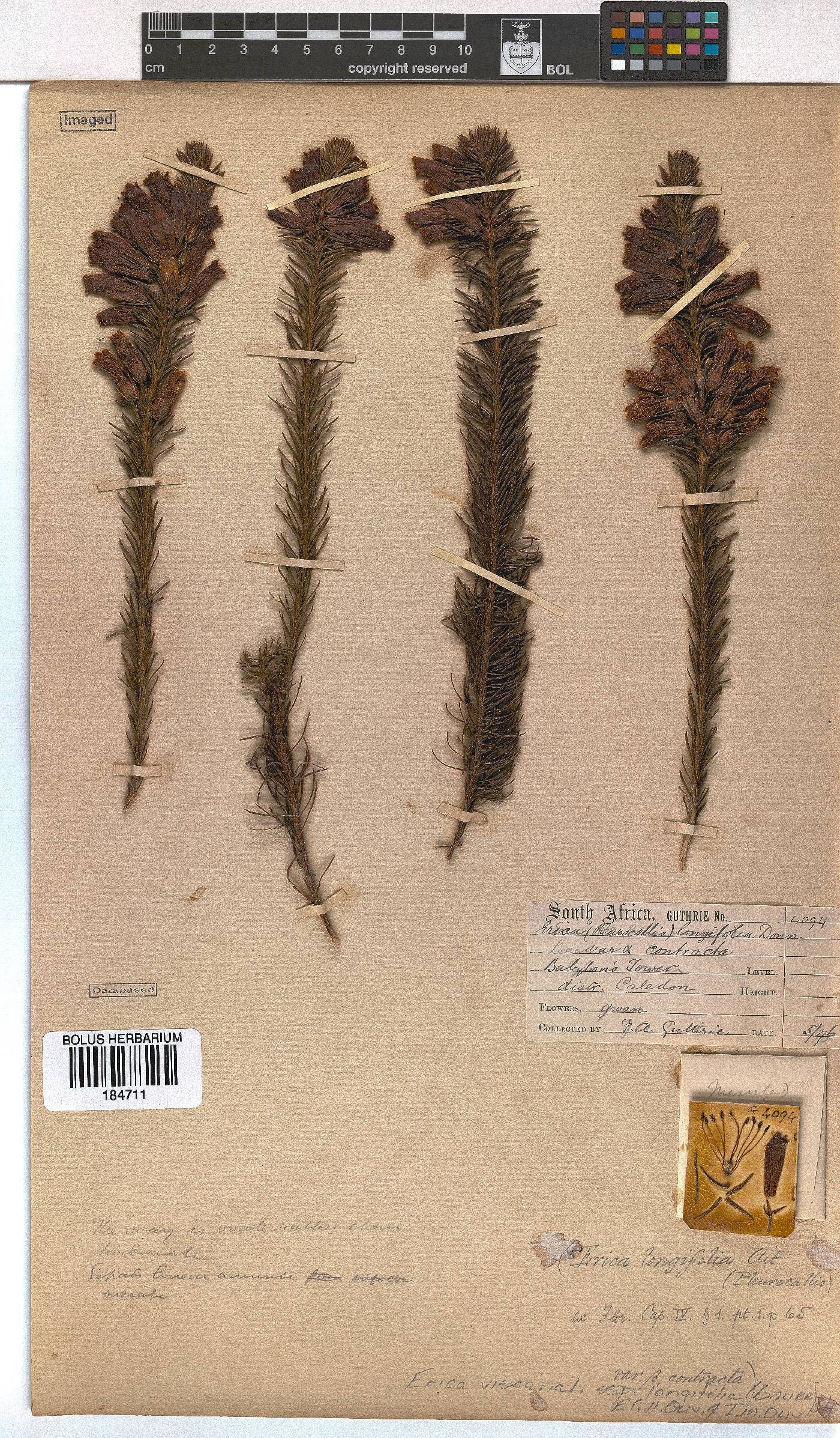 Erica viscaria subsp. longifolia image