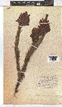 Erica viscaria subsp. macrosepala image