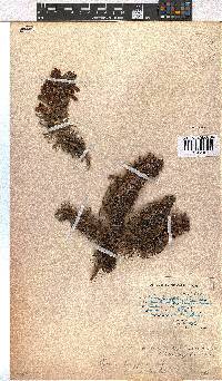 Erica viscaria subsp. macrosepala image