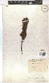 Erica viscaria subsp. macrosepala image