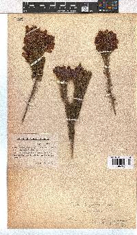 Erica viscaria subsp. macrosepala image