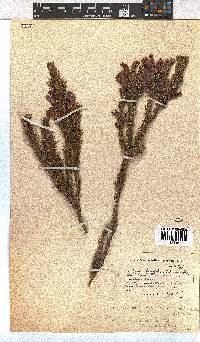 Erica viscaria subsp. macrosepala image