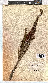 Erica viscaria subsp. macrosepala image