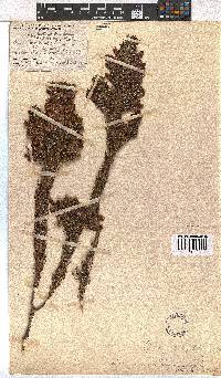 Erica viscaria subsp. macrosepala image