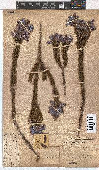 Erica viscaria subsp. macrosepala image