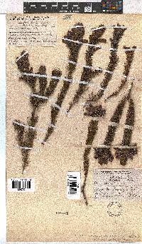 Erica viscaria subsp. macrosepala image