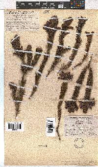 Erica viscaria subsp. macrosepala image