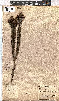 Erica viscaria subsp. macrosepala image