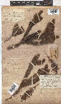 Erica viscaria subsp. macrosepala image