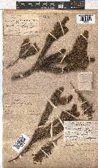 Erica viscaria subsp. macrosepala image