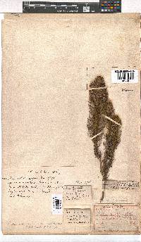 Erica viscaria subsp. macrosepala image