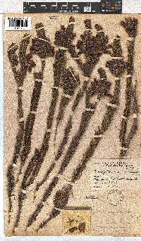 Erica viscaria subsp. macrosepala image