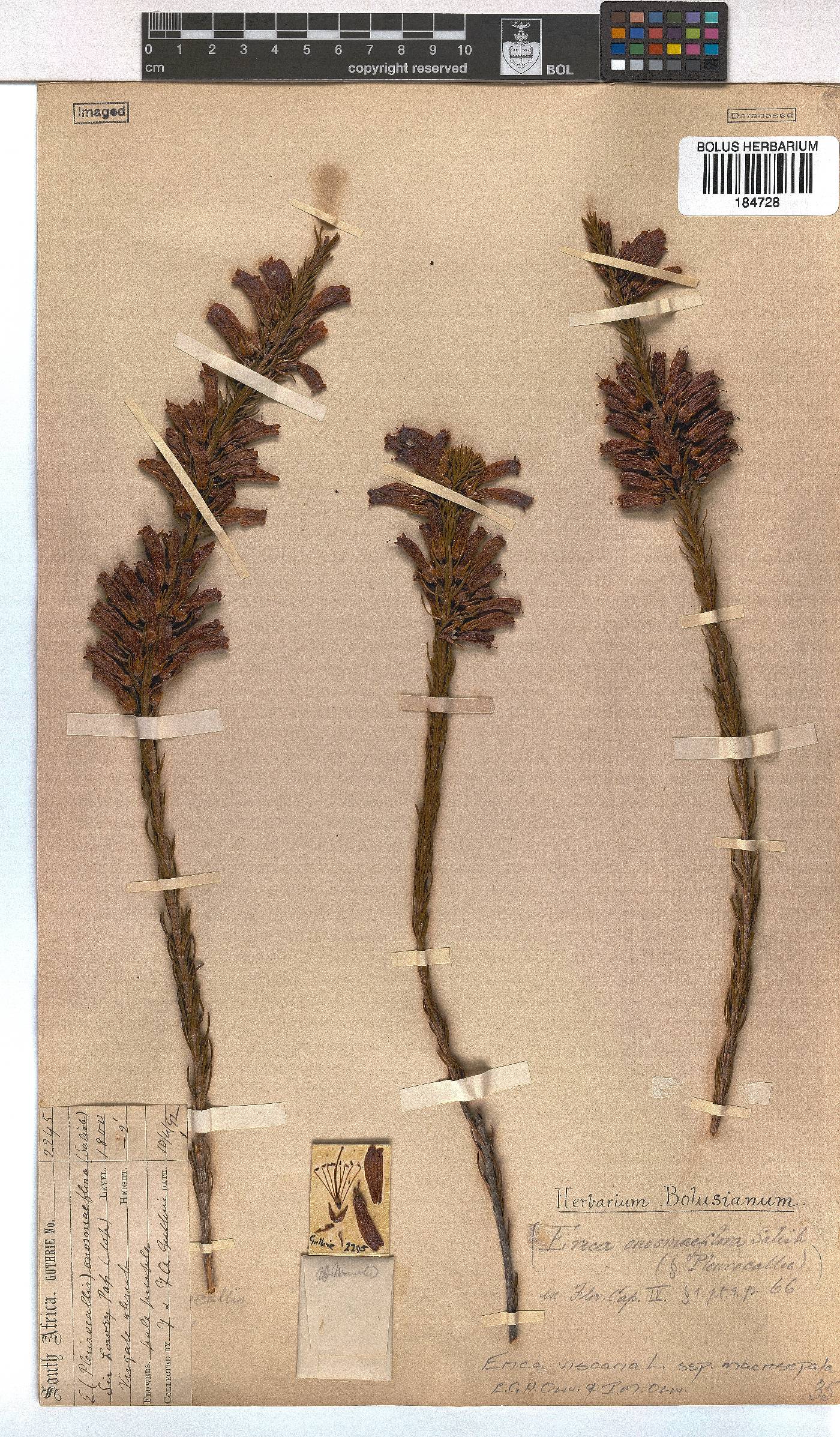 Erica viscaria subsp. macrosepala image