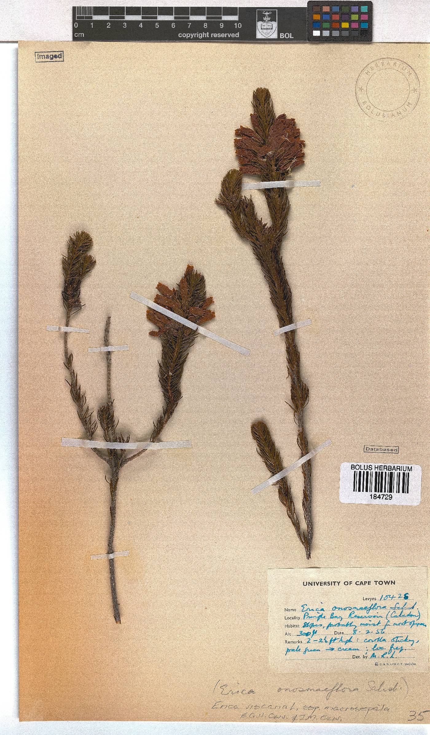 Erica viscaria subsp. macrosepala image