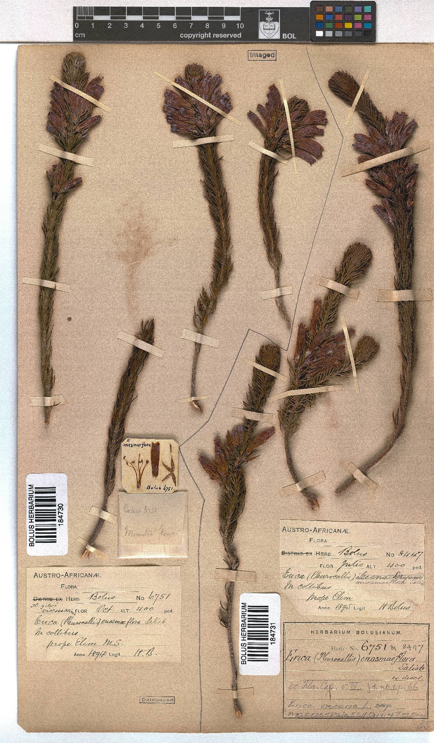 Erica viscaria subsp. macrosepala image