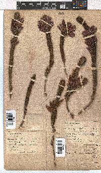 Erica viscaria subsp. macrosepala image