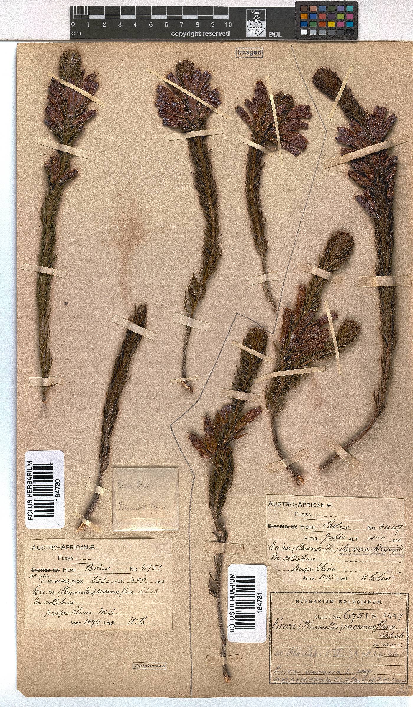 Erica viscaria subsp. macrosepala image