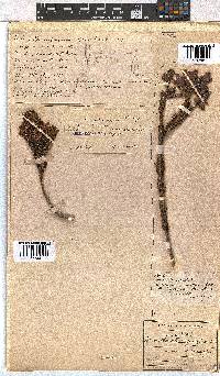 Erica viscaria subsp. macrosepala image