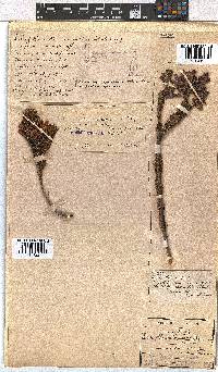 Erica viscaria subsp. macrosepala image