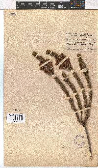 Erica viscaria subsp. macrosepala image