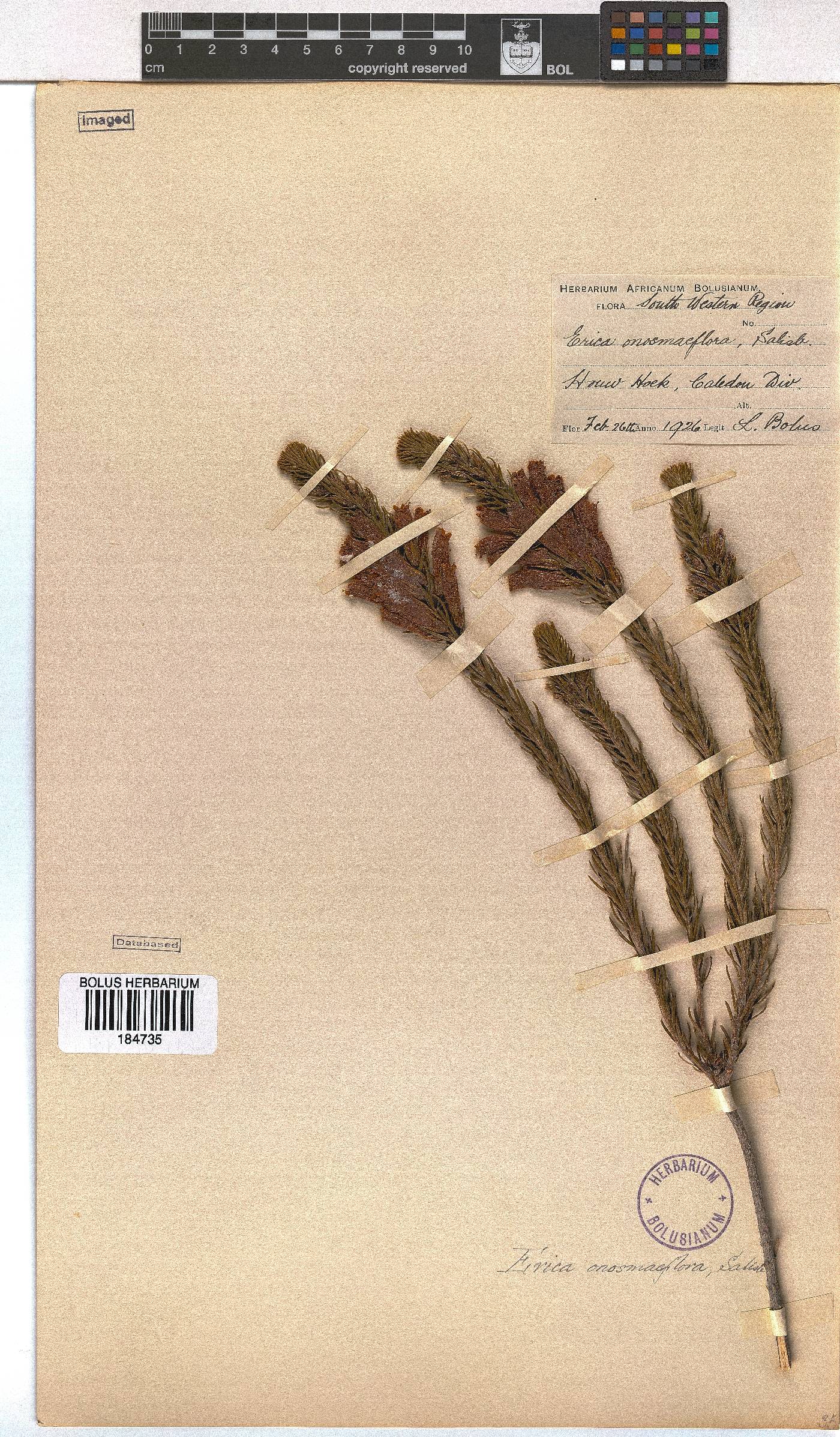 Erica viscaria subsp. macrosepala image