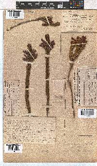 Erica viscaria subsp. macrosepala image