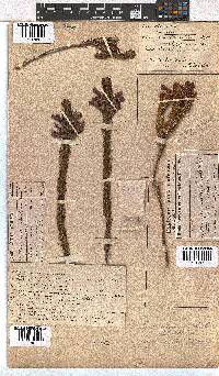 Erica viscaria subsp. macrosepala image