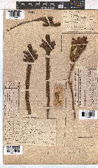 Erica viscaria subsp. macrosepala image