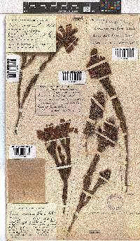 Erica viscaria subsp. macrosepala image