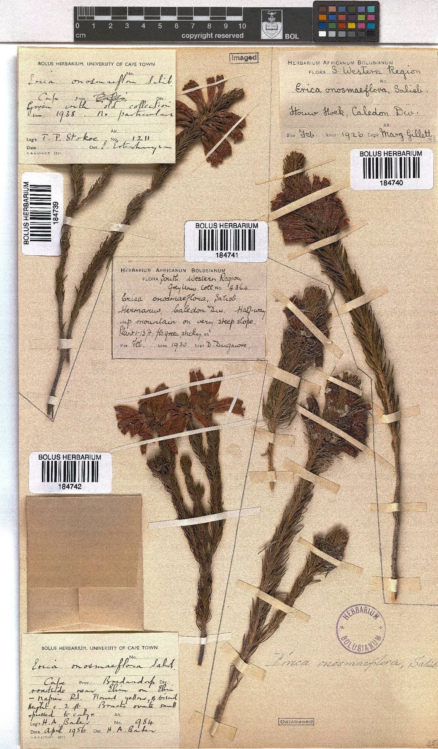 Erica viscaria subsp. macrosepala image