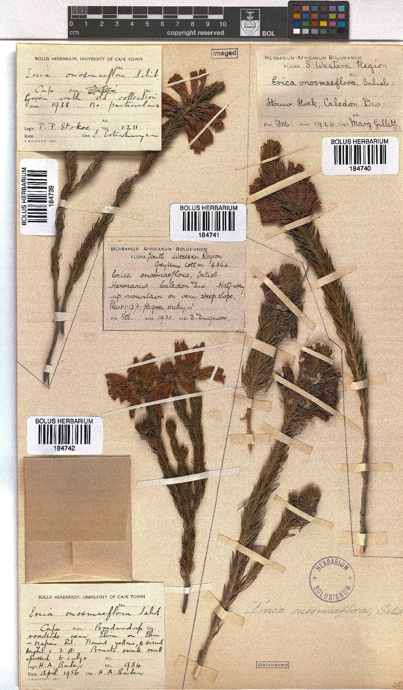 Erica viscaria subsp. macrosepala image