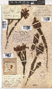 Erica viscaria subsp. macrosepala image