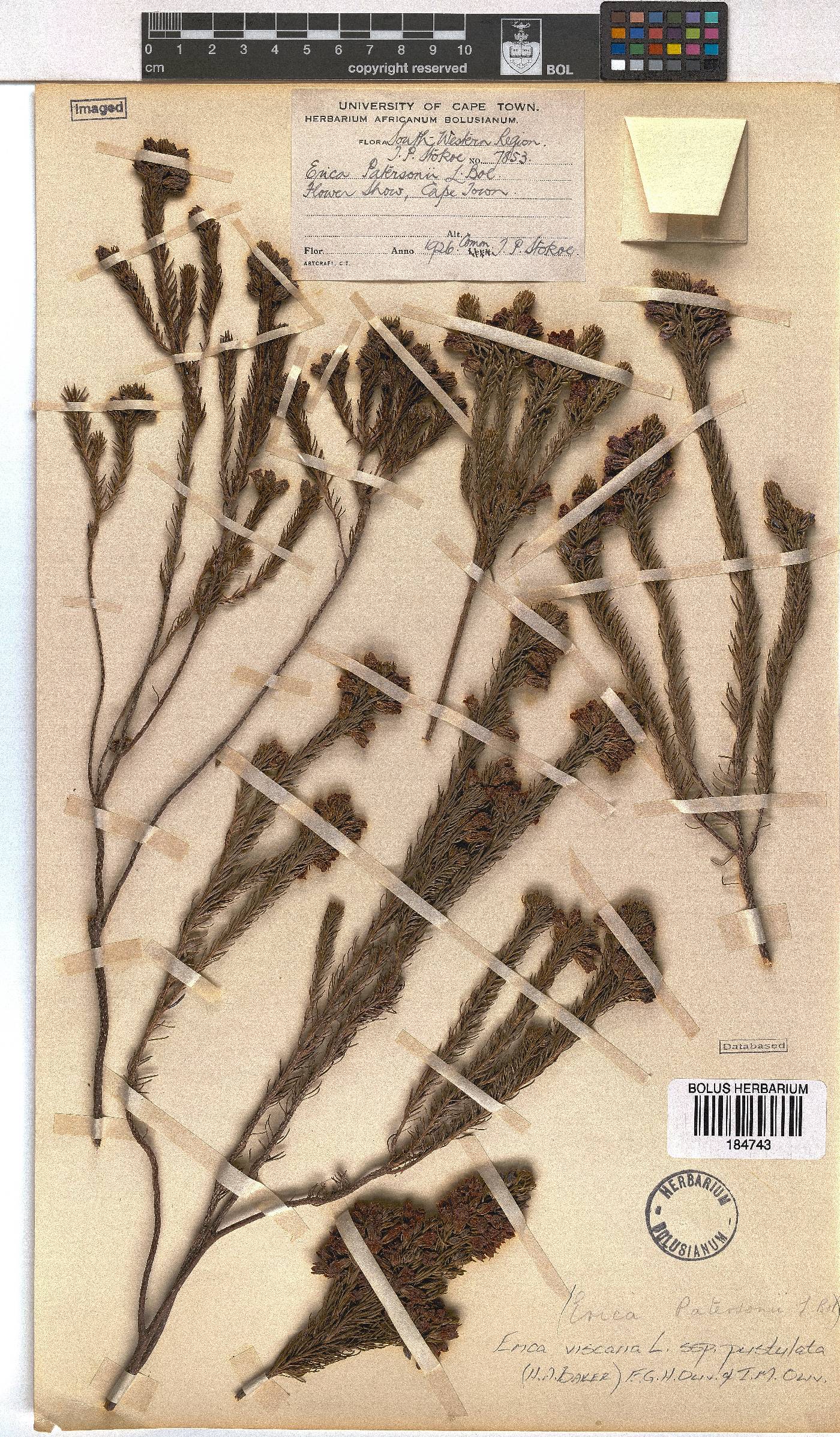 Erica viscaria subsp. pustulata image