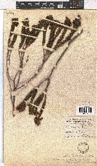 Erica viscaria subsp. pustulata image