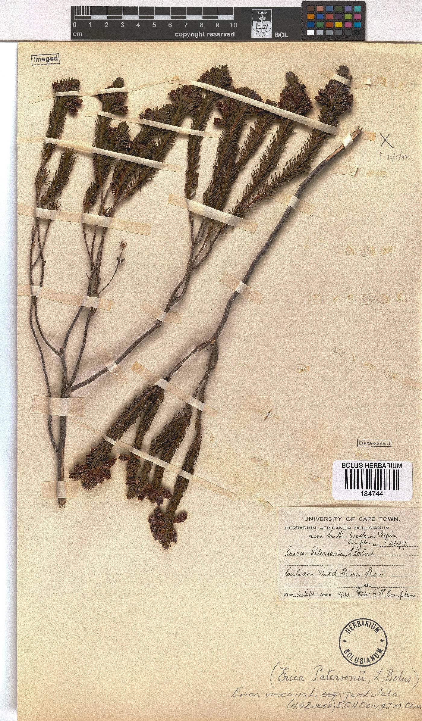Erica viscaria subsp. pustulata image