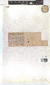 Erica axilliflora image