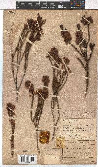 Erica axilliflora image