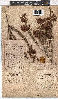 Erica axilliflora image