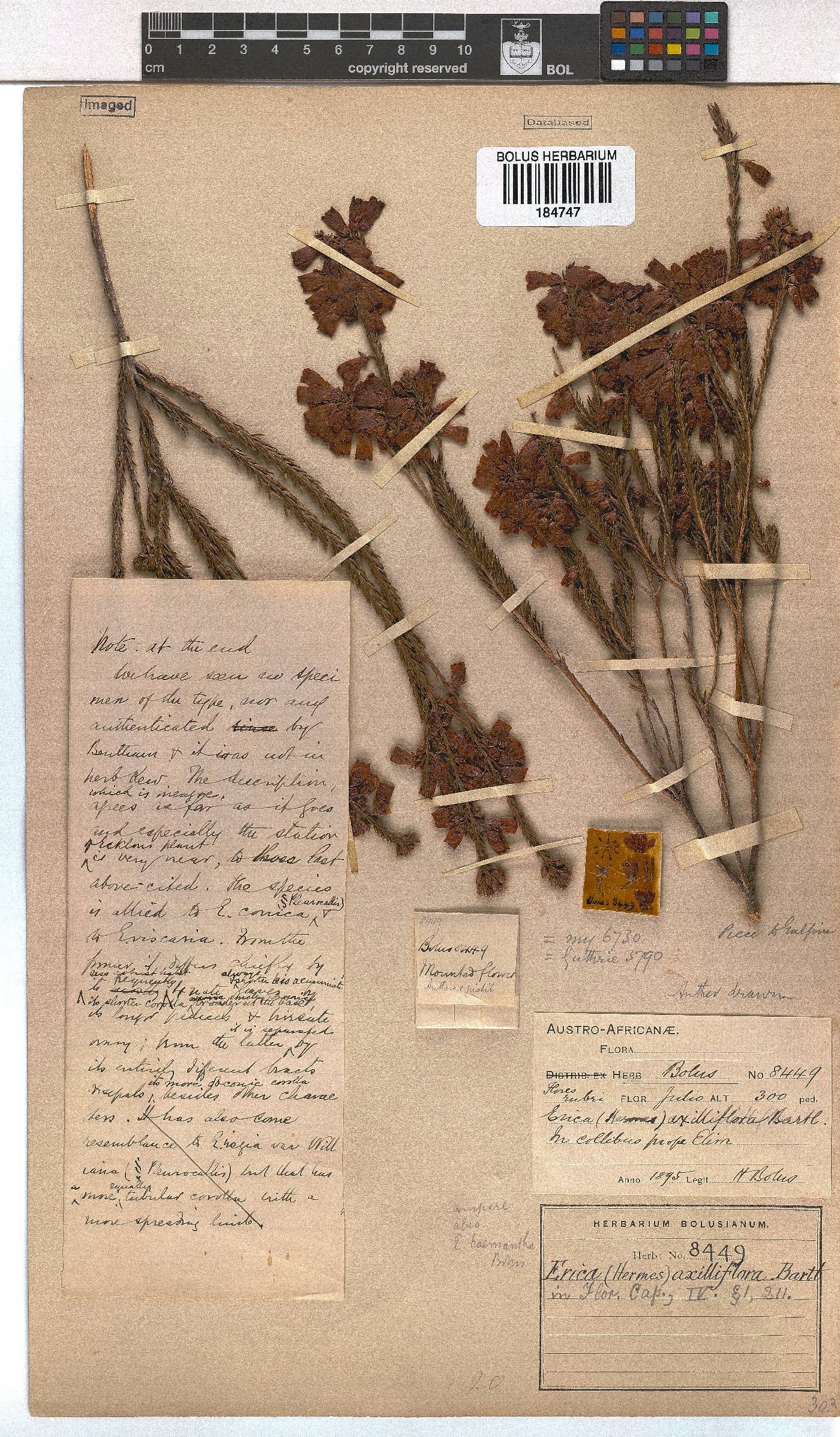 Erica axilliflora image