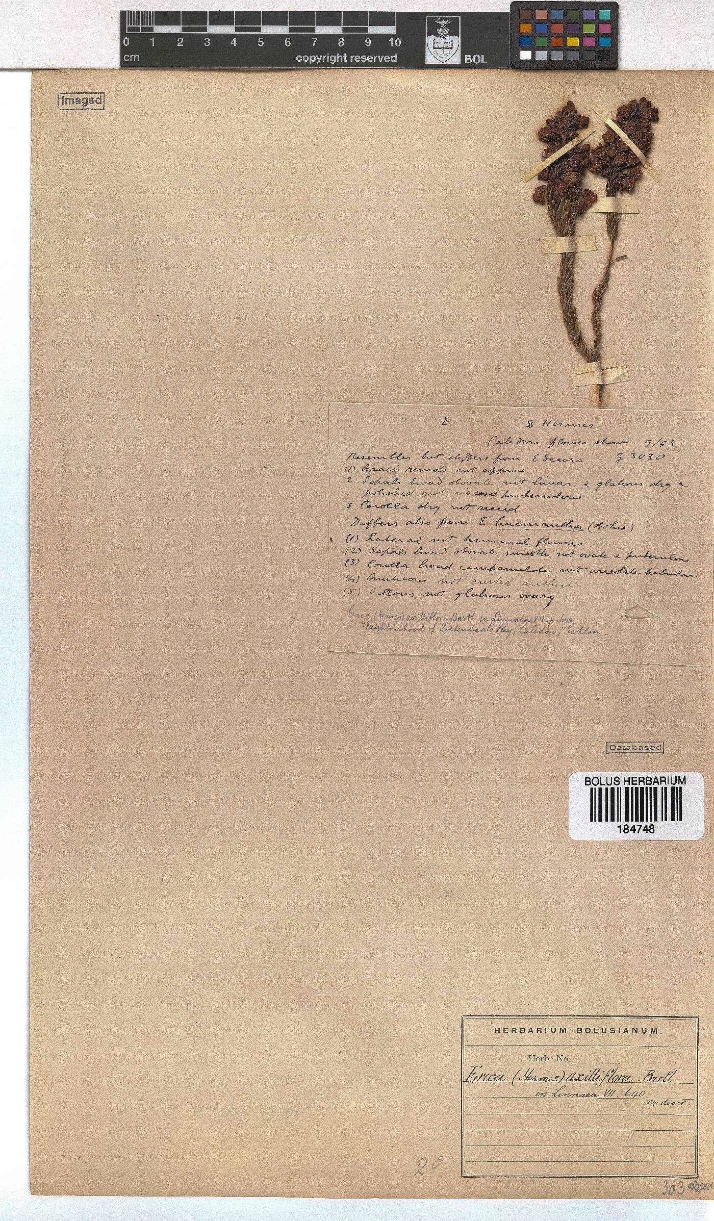 Erica axilliflora image