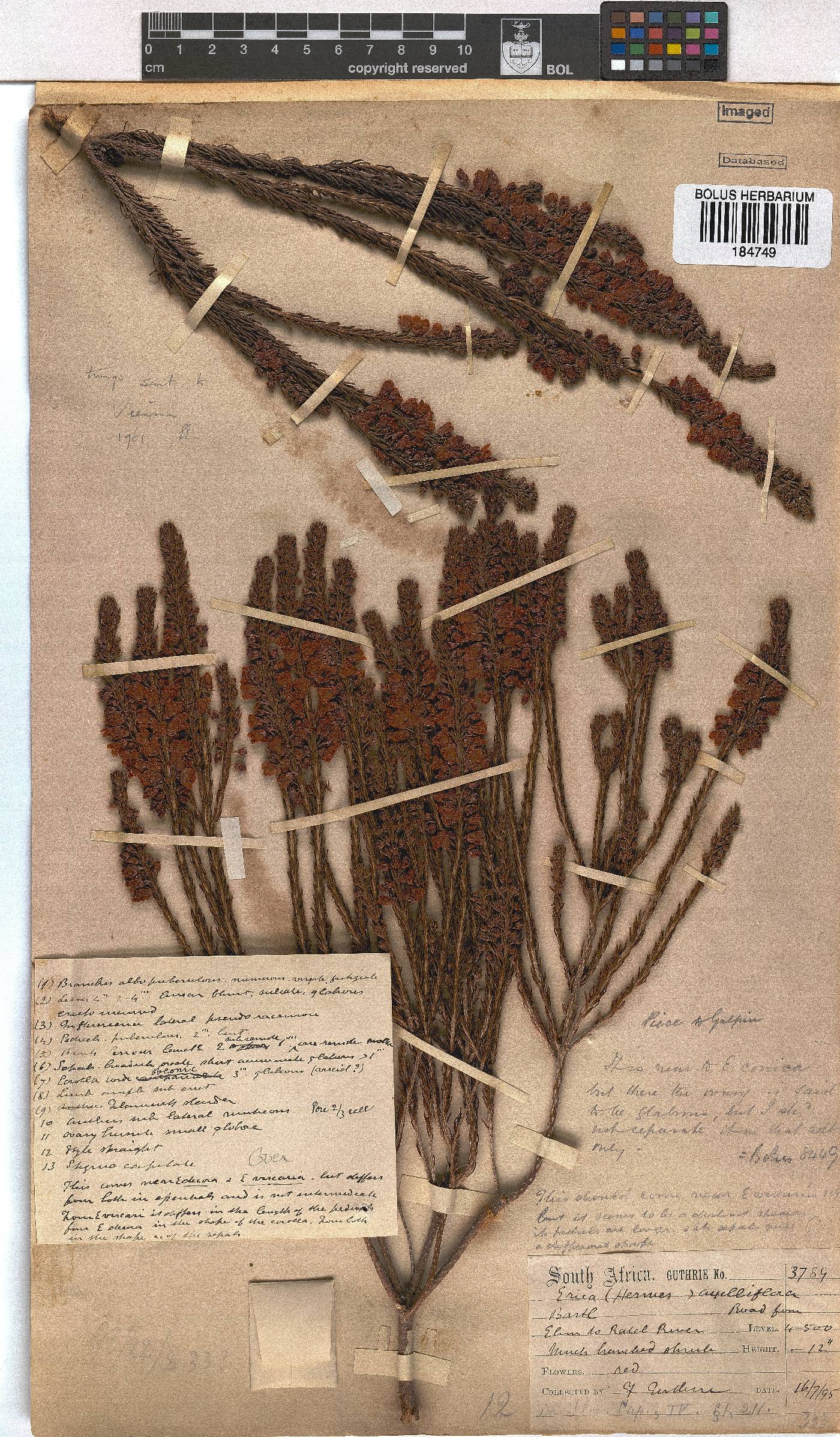 Erica axilliflora image