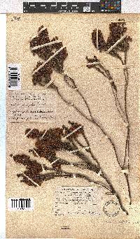 Erica axilliflora image