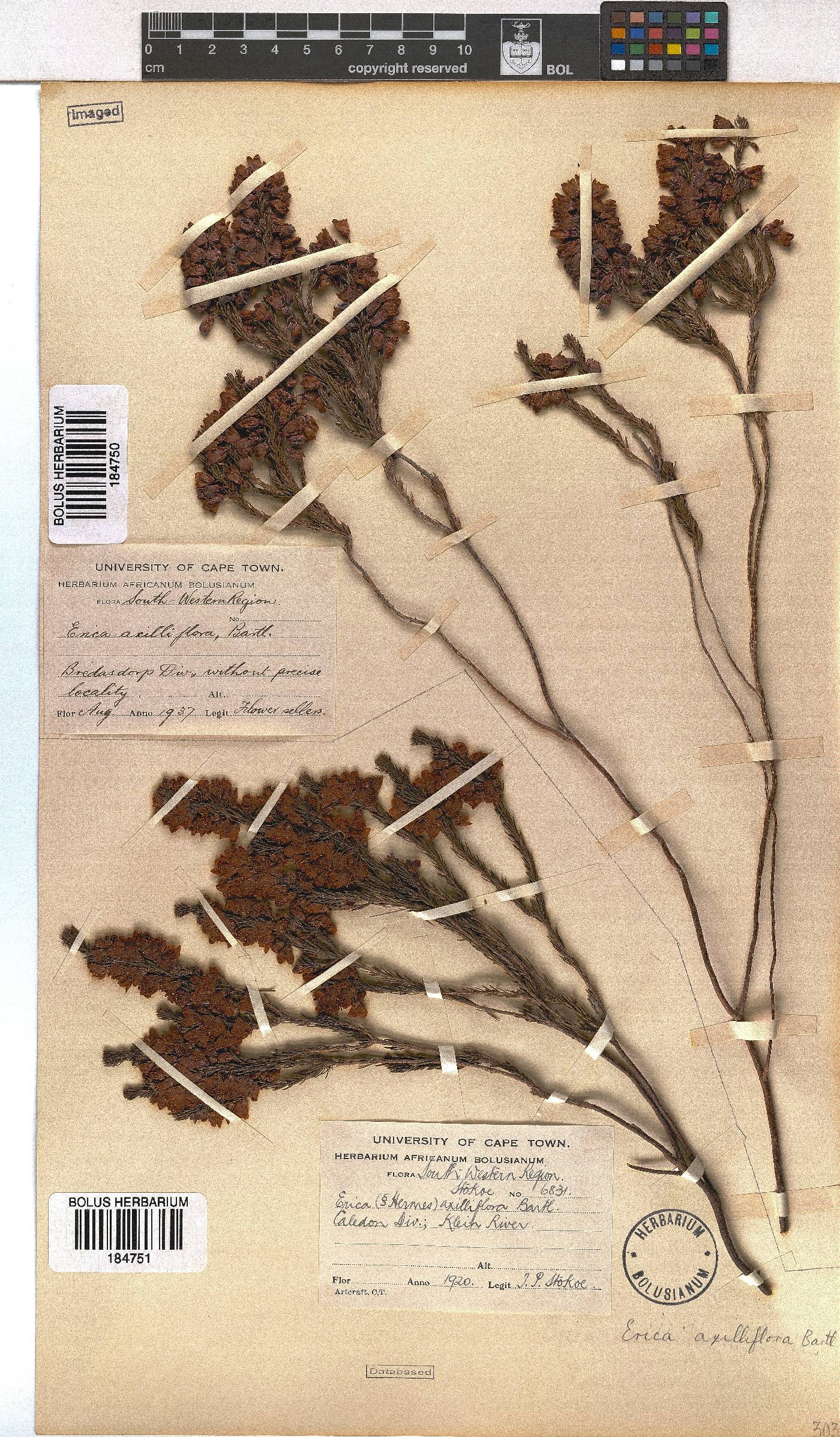 Erica axilliflora image