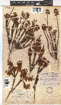 Erica axilliflora image