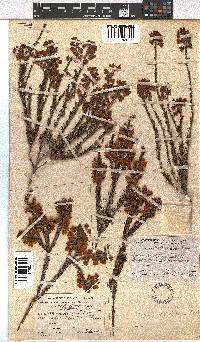 Erica axilliflora image