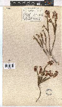 Erica axilliflora image