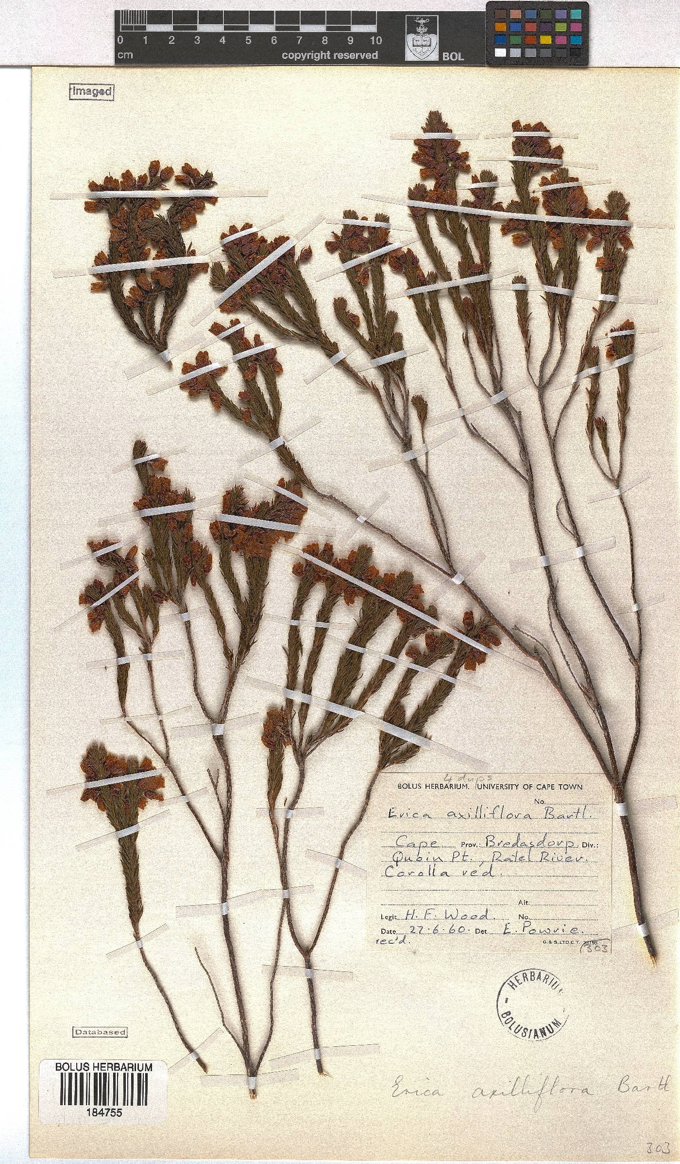 Erica axilliflora image